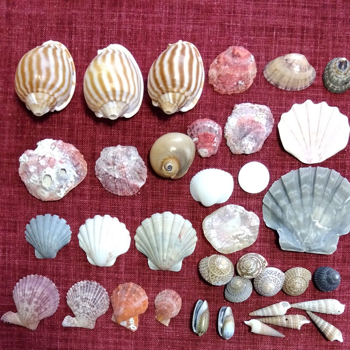 貝殻　日本海からの贈り物　天然貝　巻き貝　二枚貝各種