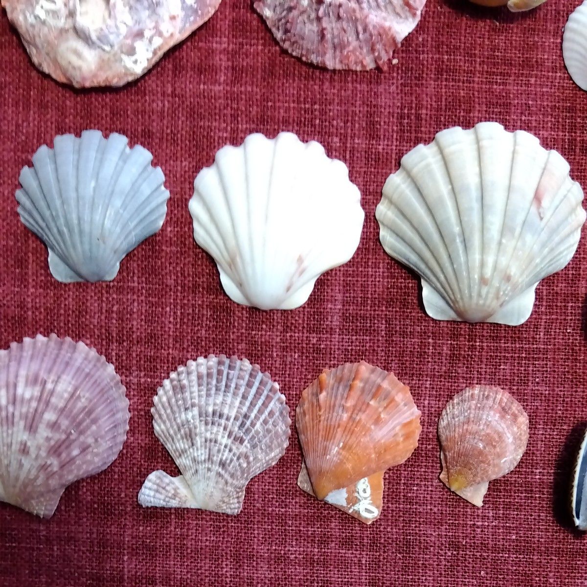 貝殻　日本海からの贈り物　天然貝　巻き貝　二枚貝各種