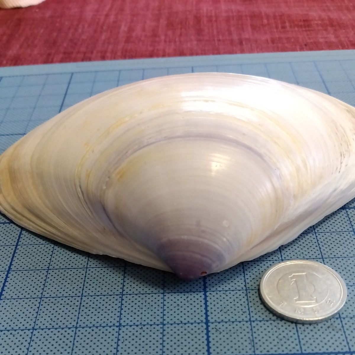 貝殻　日本海からの贈り物　大サイズ　バカガイ　12cm以上
