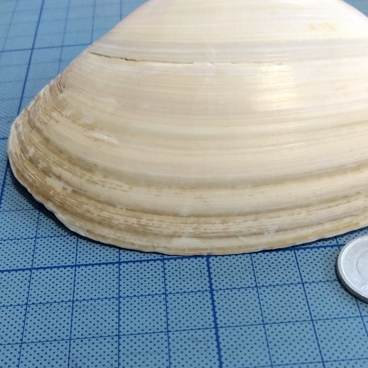 貝殻　日本海からの贈り物　大サイズ　バカガイ　12cm以上