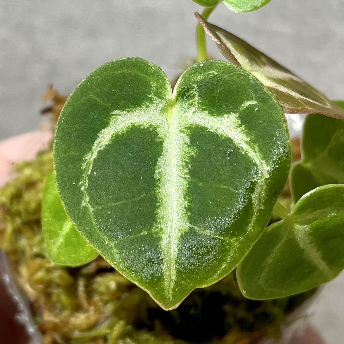 P-3 アンスリウム パピリラミナム ハイブリッド Anthurium papillilaminum hybridの画像6