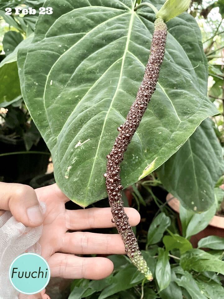 P-3 アンスリウム パピリラミナム ハイブリッド Anthurium papillilaminum hybridの画像3