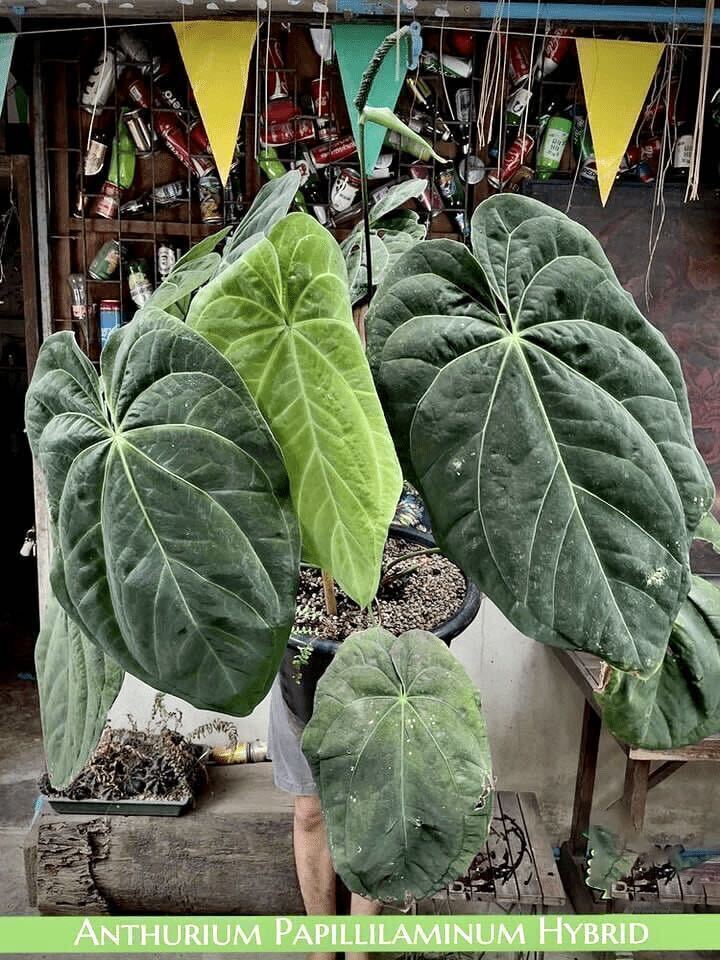 P-3 アンスリウム パピリラミナム ハイブリッド Anthurium papillilaminum hybridの画像1