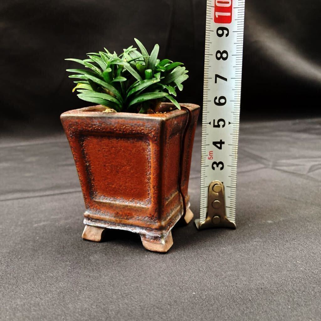  fields and mountains grass dragon. . leaf ..2cm degree .. kind commodity high class legume bonsai plant pot attaching 