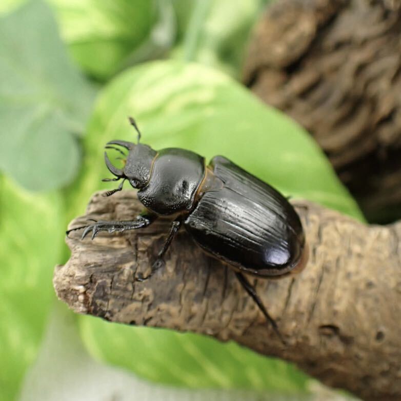 【Sparkle Beetle】即ブリ デンティクルスゲンシミヤマ ♂27mm♀26mmペア(ミヤマクワガタ)の画像4