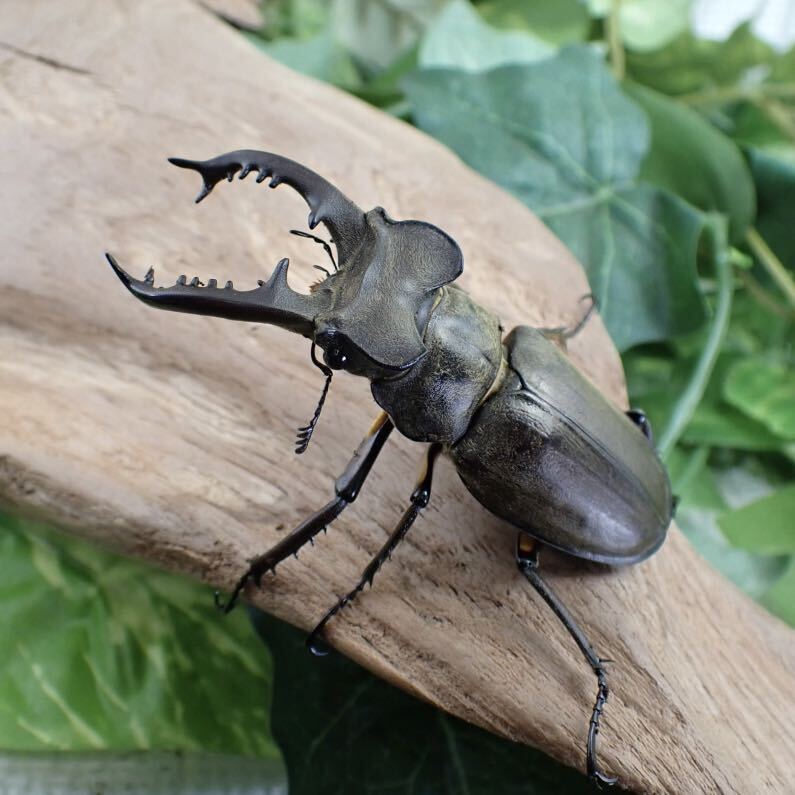 【Sparkle Beetle】 即ブリ ディボウスキーミヤマ ♂71mm単品(ミヤマクワガタ)の画像2