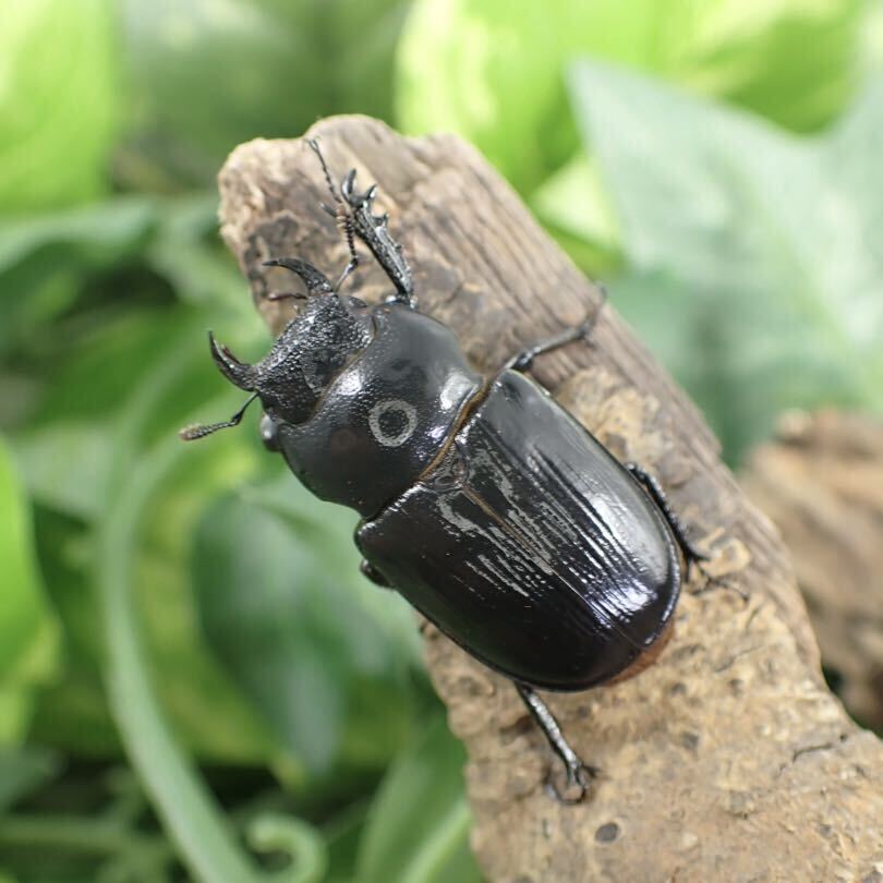 【Sparkle Beetle】デンティクルスゲンシミヤマ ♂29mm♀28mmペア(ミヤマクワガタ)の画像3