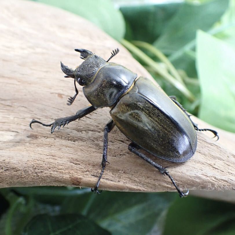 【Sparkle Beetle】セリケウスミヤマ原名亜種♂70mm♀36mmペア(ミヤマクワガタ)の画像5