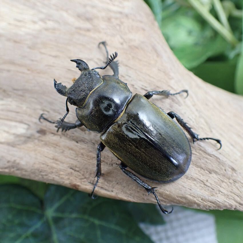 【Sparkle Beetle】セリケウスミヤマ原名亜種♂70mm♀36mmペア(ミヤマクワガタ)の画像4