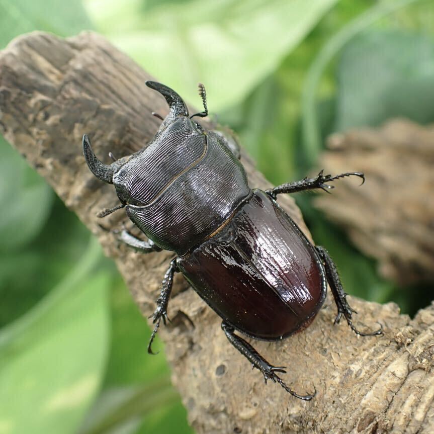 【Sparkle Beetle】デンティクルスゲンシミヤマ ♂29mm♀28mmペア(ミヤマクワガタ)の画像1