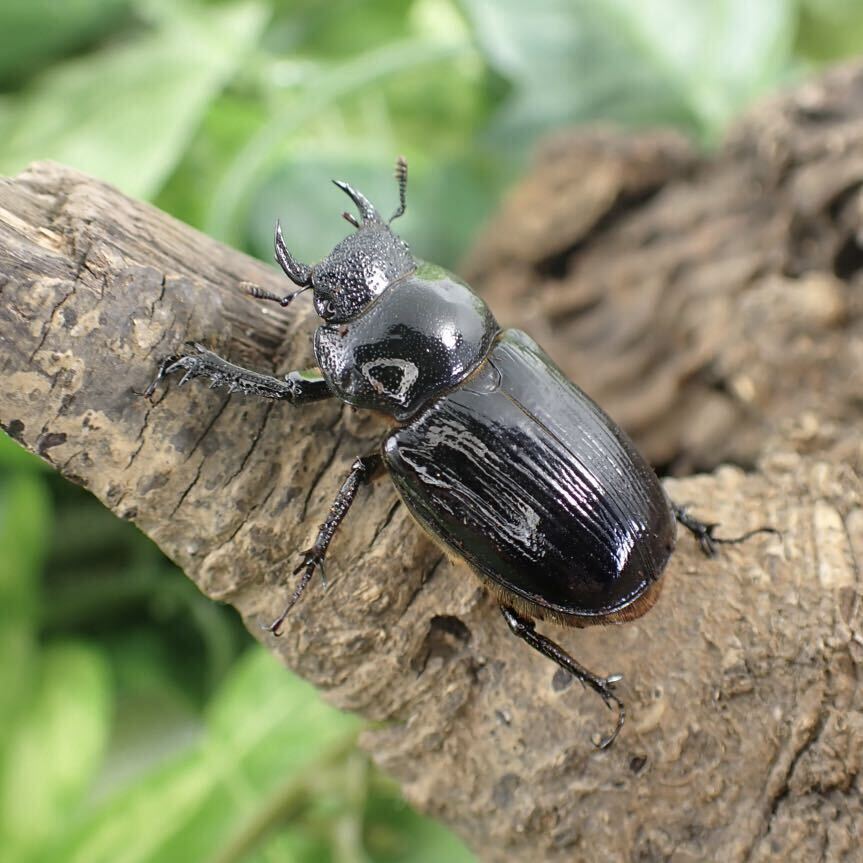 【Sparkle Beetle】デンティクルスゲンシミヤマ ♂29mm♀28mmペア(ミヤマクワガタ)の画像4