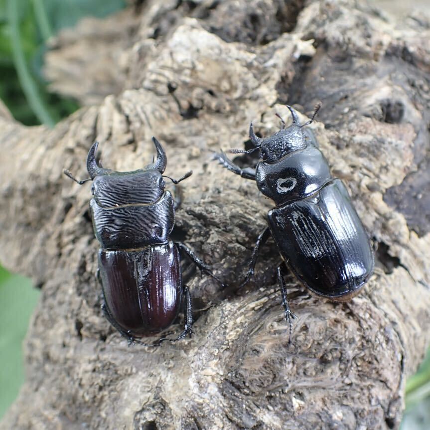 【Sparkle Beetle】デンティクルスゲンシミヤマ ♂29mm♀28mmペア(ミヤマクワガタ)の画像5