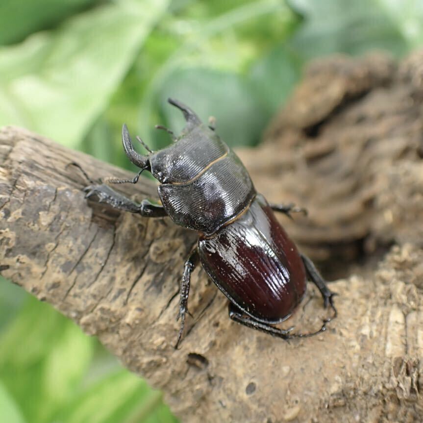 【Sparkle Beetle】デンティクルスゲンシミヤマ ♂29mm♀28mmペア(ミヤマクワガタ)の画像2