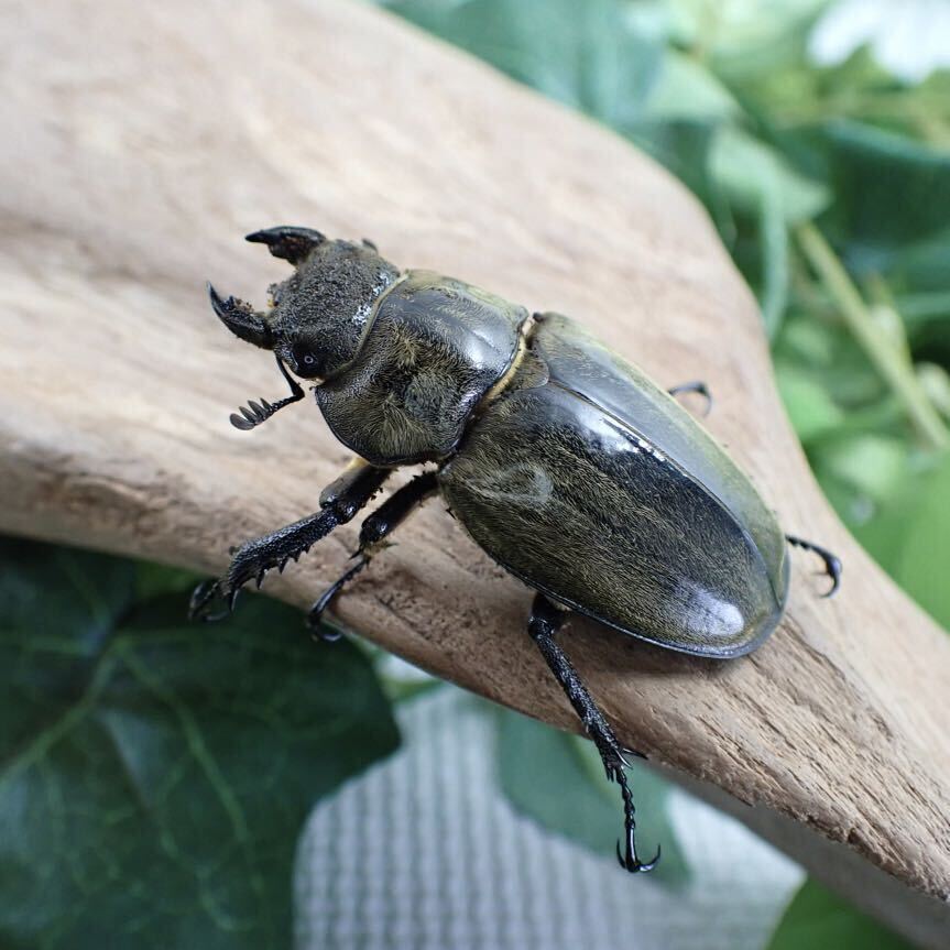 【Sparkle Beetle】ルニフェルミヤマ(シスネリ産)♀44mm単品(ミヤマクワガタ)の画像2