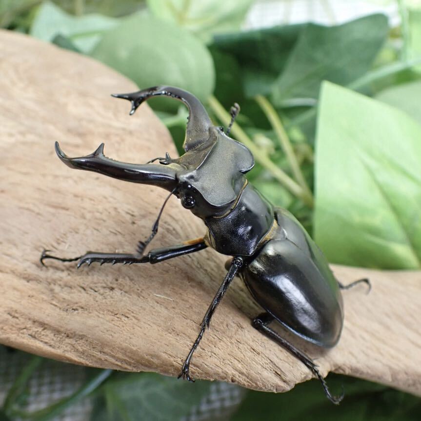 【Sparkle Beetle】ランミヤマ ♂61mm♀37mmペア(ミヤマクワガタ)の画像2