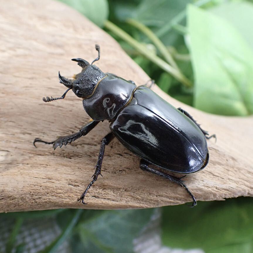 【Sparkle Beetle】ランミヤマ ♂61mm♀37mmペア(ミヤマクワガタ)の画像5