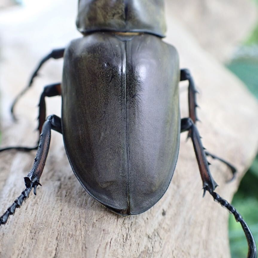 【Sparkle Beetle】プラネットミヤマ 即ブリ♂83mm単品(ミヤマクワガタ)の画像4