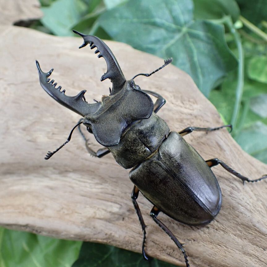 【Sparkle Beetle】 即ブリ ディボウスキーミヤマ ♂71mm単品(ミヤマクワガタ)の画像1