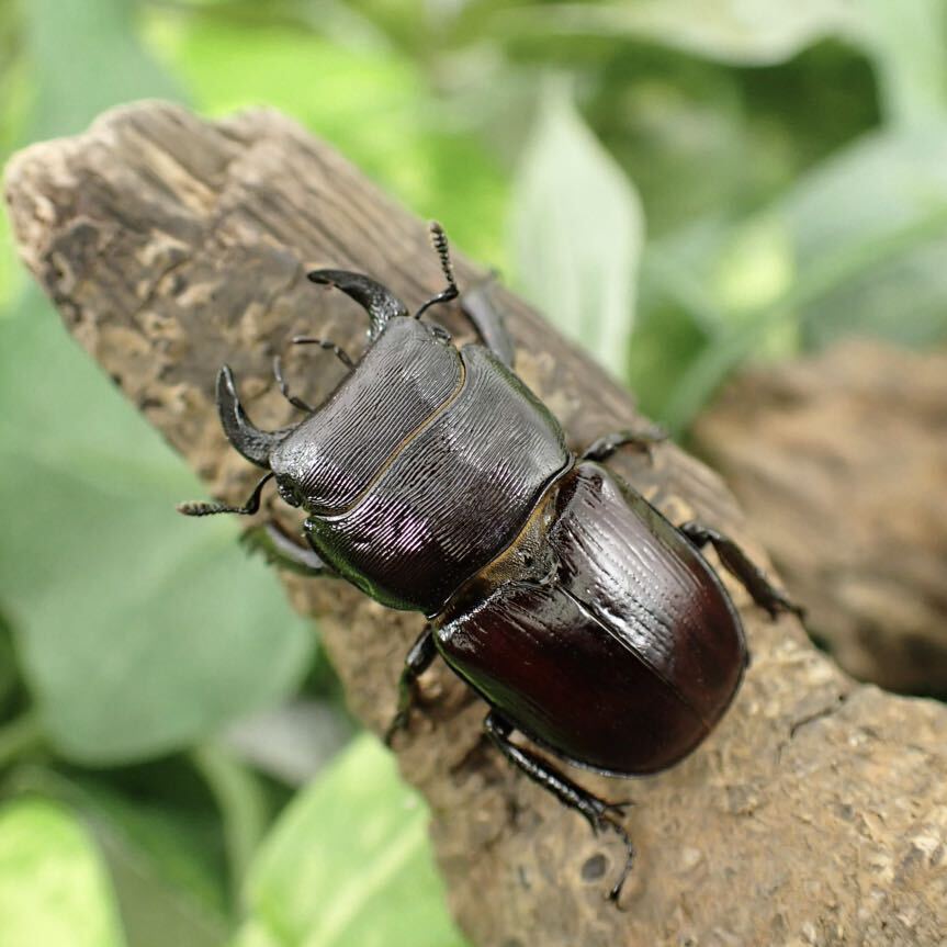 【Sparkle Beetle】即ブリ デンティクルスゲンシミヤマ ♂27mm♀26mmペア(ミヤマクワガタ)の画像1