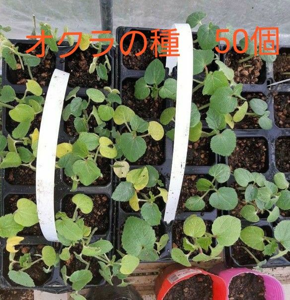 オクラの種50個熊本県住み。農薬使用していません。化学肥料もほとんど使わず育てています。