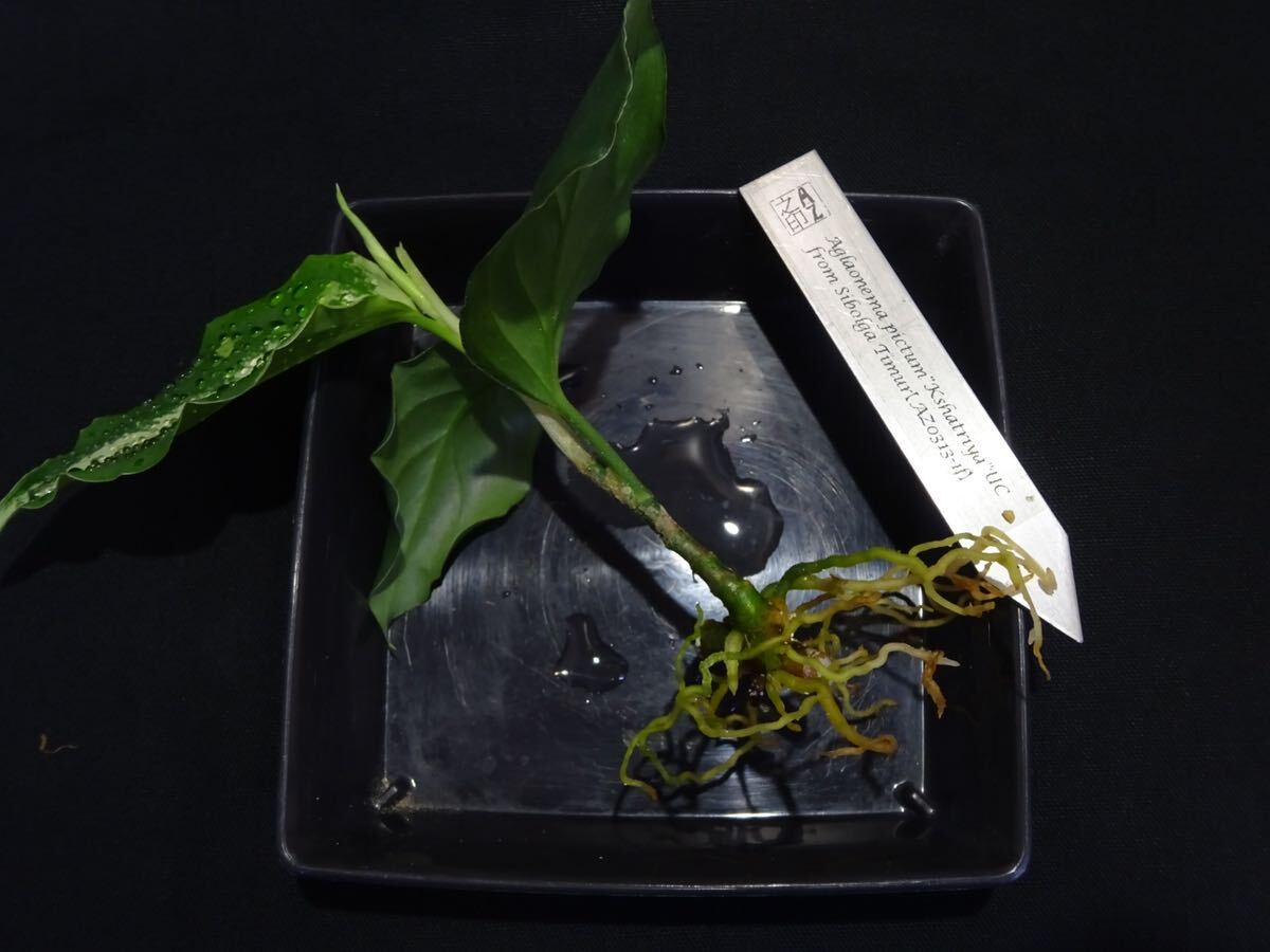 Aglaonema pictum Kshatriya UC from sibolga timur 【AZ0313-1f】 アグラオネマ クシャトリヤの画像4