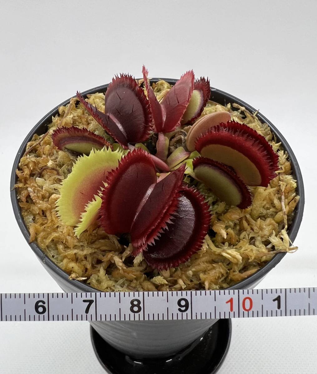 Dionaea muscipula ”Giant Clam” David・ハエトリソウ・ジャイアントクラム・食虫植物・観葉植物・熱帯植物・パルダリウム・山野草_画像10