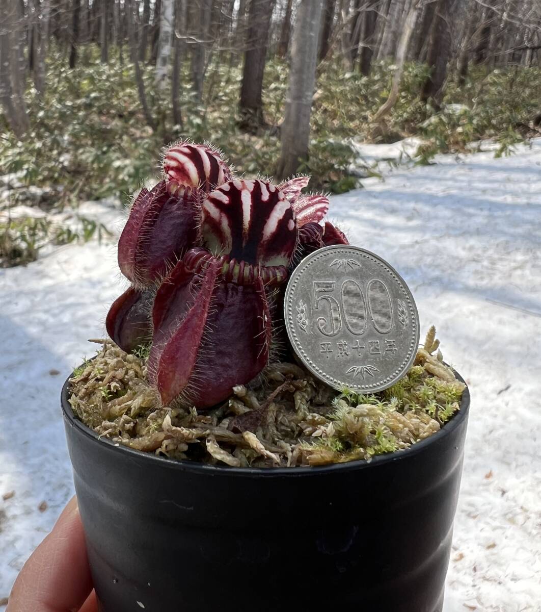 Cephalotus follicularis very nice dark cione CS ・セファロタス・ベリーナイスダーク・食虫植物・観葉植物・パルダリウム・山野草_画像7