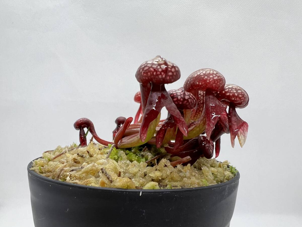 Darlingtonia californica”seedgrown.red alpine form”・レッドアルパインフォーム・ダーリングトニア・食虫植物・観葉植物・山野草の画像6