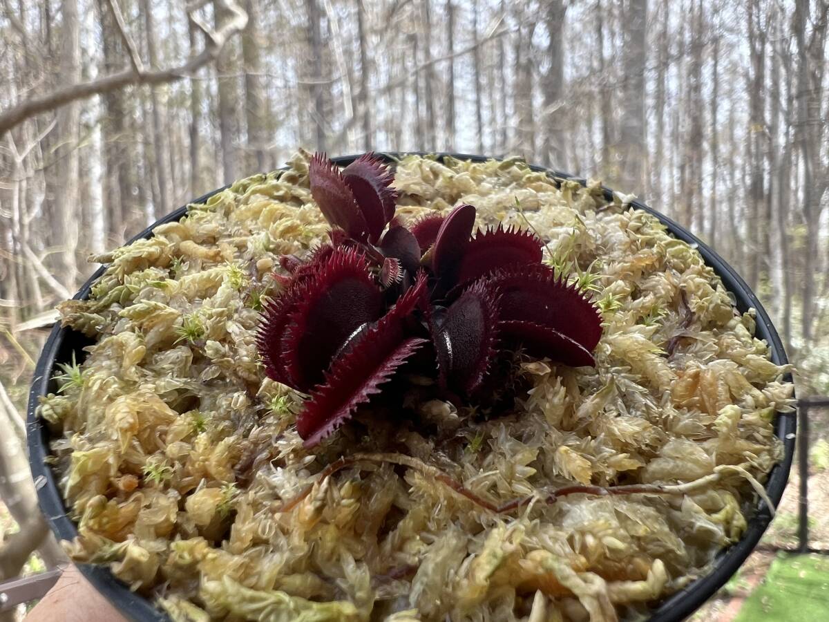 Dionaea muscipula ”Mr Black” MC・ハエトリソウ・ミスターブラック・食虫植物・観葉植物・熱帯植物・パルダリウム・山野草_画像1