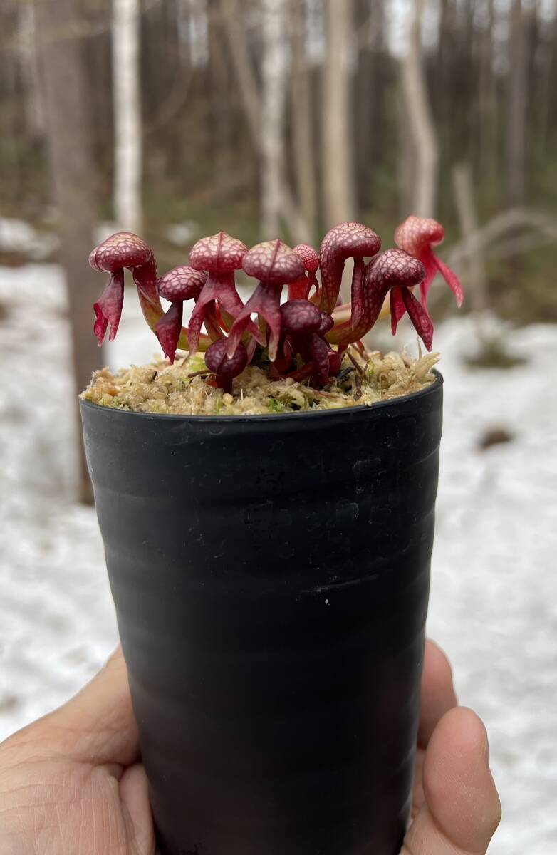 Darlingtonia californica”seedgrown.red alpine form”・レッドアルパインフォーム・ダーリングトニア・食虫植物・観葉植物・山野草の画像7