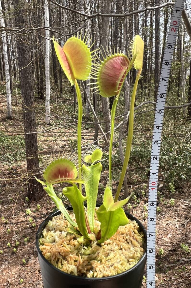 Dionaea muscipula ”Spider”・ハエトリソウ・スパイダー・食虫植物・観葉植物・熱帯植物・パルダリウム・山野草・ビバリウム_画像8