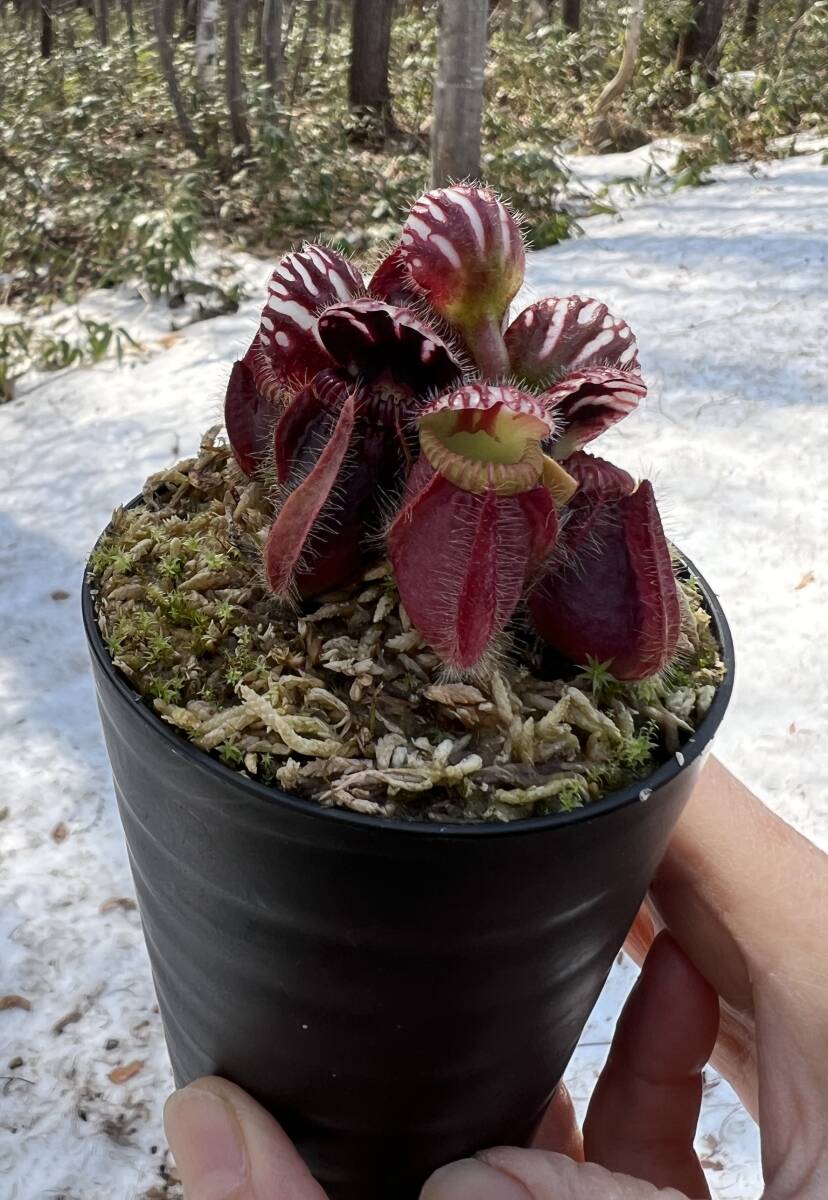 Cephalotus follicularis very nice dark cione CS ・セファロタス・ベリーナイスダーク・食虫植物・観葉植物・パルダリウム・山野草_画像5