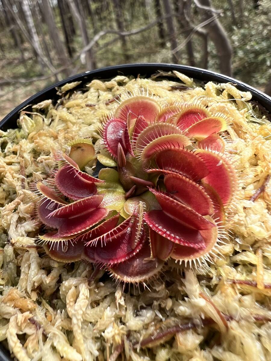 Dionaea muscipula ・ハエトリソウ 姫 ・食虫植物・観葉植物・熱帯植物・パルダリウム・山野草・ビバリウムの画像4
