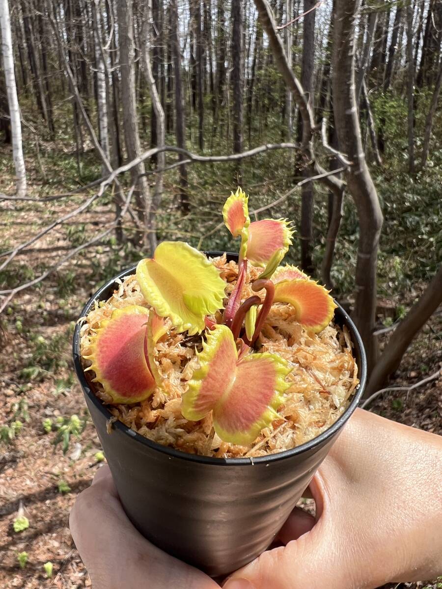 Dionaea muscipula ”Damballa”・ハエトリソウ・ダンバラ・食虫植物・観葉植物・パルダリウム・山野草・ビバリウムの画像8