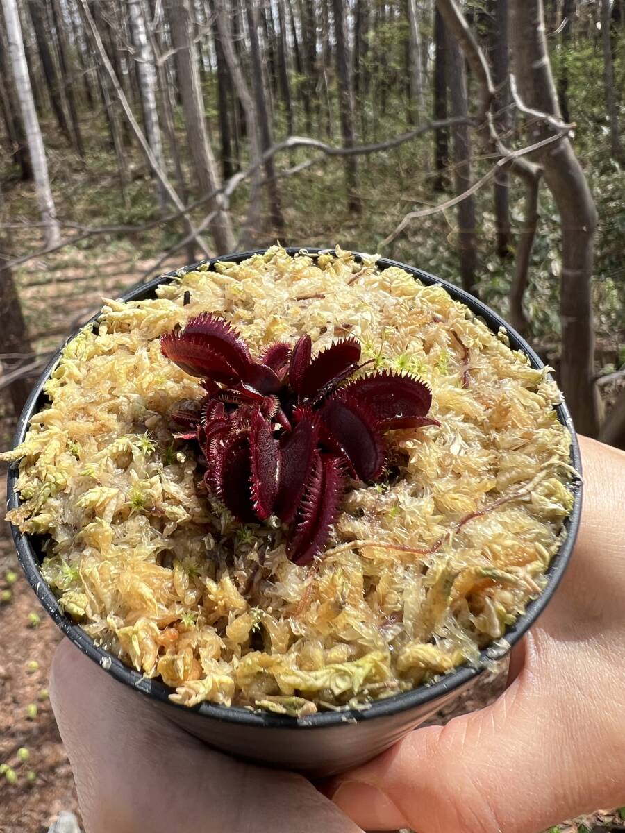 Dionaea muscipula ”Mr Black” MC・ハエトリソウ・ミスターブラック・食虫植物・観葉植物・熱帯植物・パルダリウム・山野草_画像6