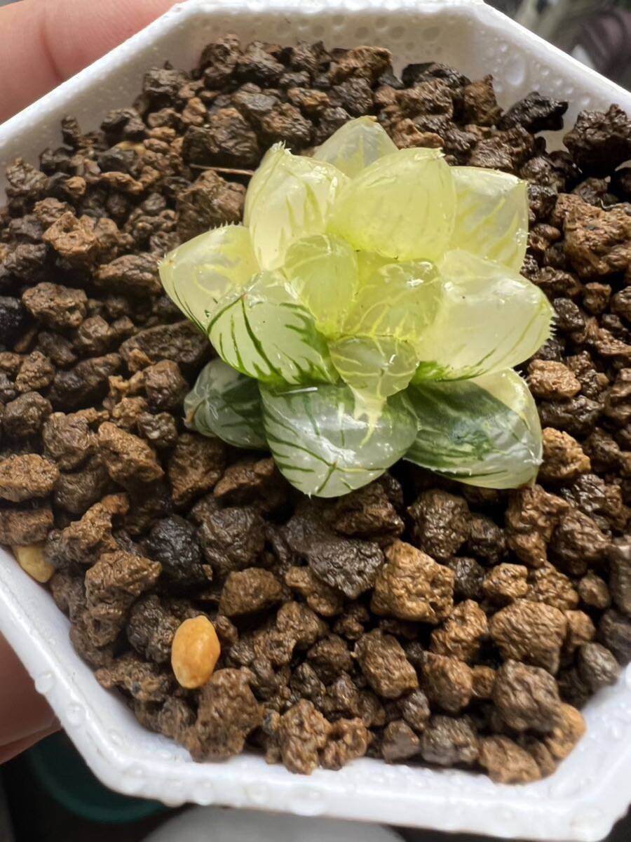 多肉植物 ハオルチア オブツーサ オブツーサ錦 のり斑 花姫_画像4