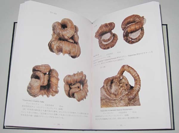 日本の化石 写真集「北海道のアンモナイト」 特別値下げ価格！の画像2