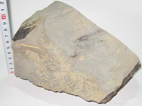 日本の化石 愛知県犬山市善師野の植物化石/生きている化石、メタセコイアの画像3