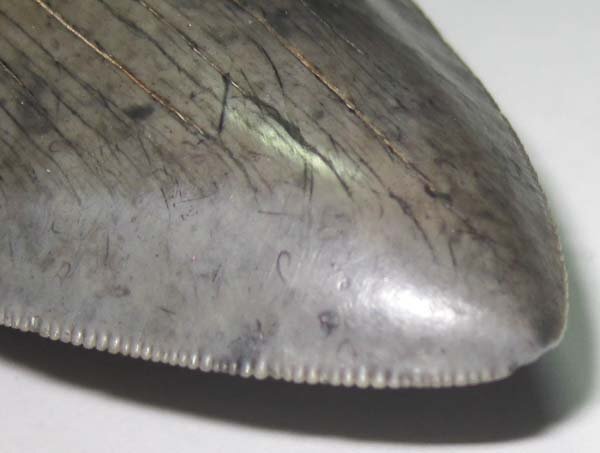 アメリカ ・ フロリダのメガロドン/サメの歯化石　約１３ｃｍ美品_画像4