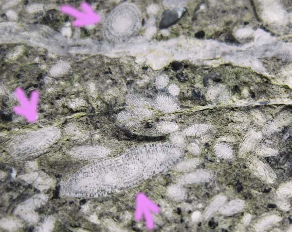 日本の化石 岐阜県金生山の有孔虫/シュードフズリナ＆パラフズリナの画像1