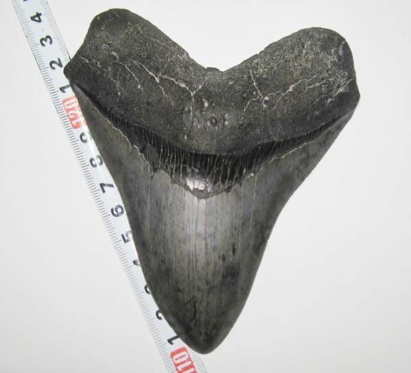 アメリカ ・ フロリダのメガロドン/サメの歯化石　約１３ｃｍ美品_画像1