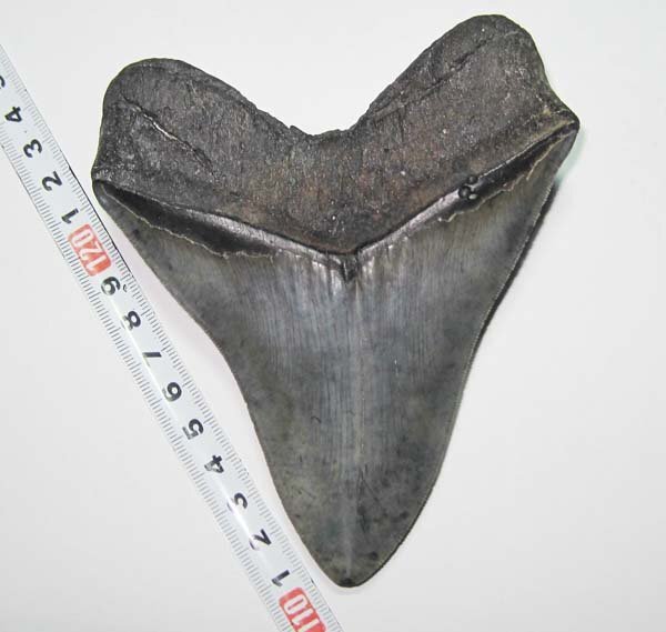 アメリカ ・ フロリダのメガロドン/サメの歯化石　約１３ｃｍ美品_画像3