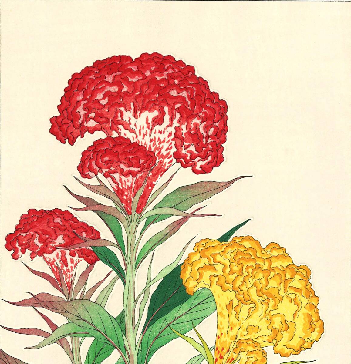 真作保証　河原崎奨堂 木版画 　#137 鶏冠花 Cockscomb 　花版画　　初版昭和中期～ 京都らしい花版画の美をご自宅でお楽しみください。_画像6