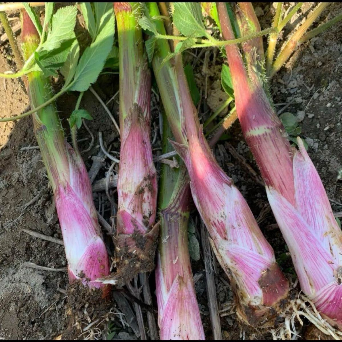 ウド　愛知県産500g 野菜　栽培時農薬不使用