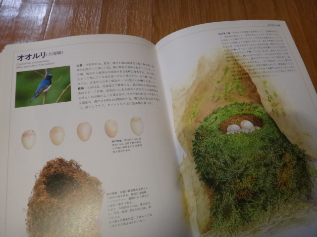 専門書 鳥類図鑑 日本の野鳥 巣と卵図鑑 世界文化社の画像7