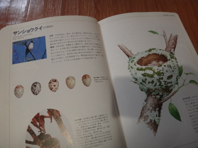 専門書 鳥類図鑑 日本の野鳥 巣と卵図鑑 世界文化社の画像5