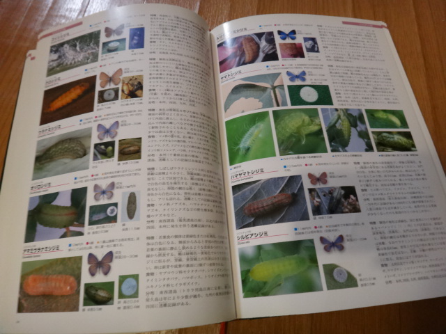 専門書 昆虫図鑑 日本産幼虫図鑑 学研の画像6