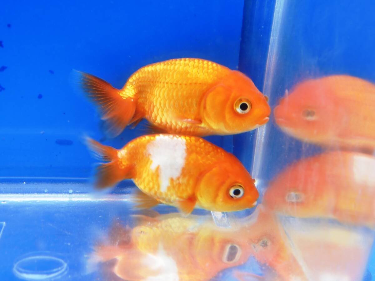 # golgfish 5 pcs approximately 6cm#R2-5