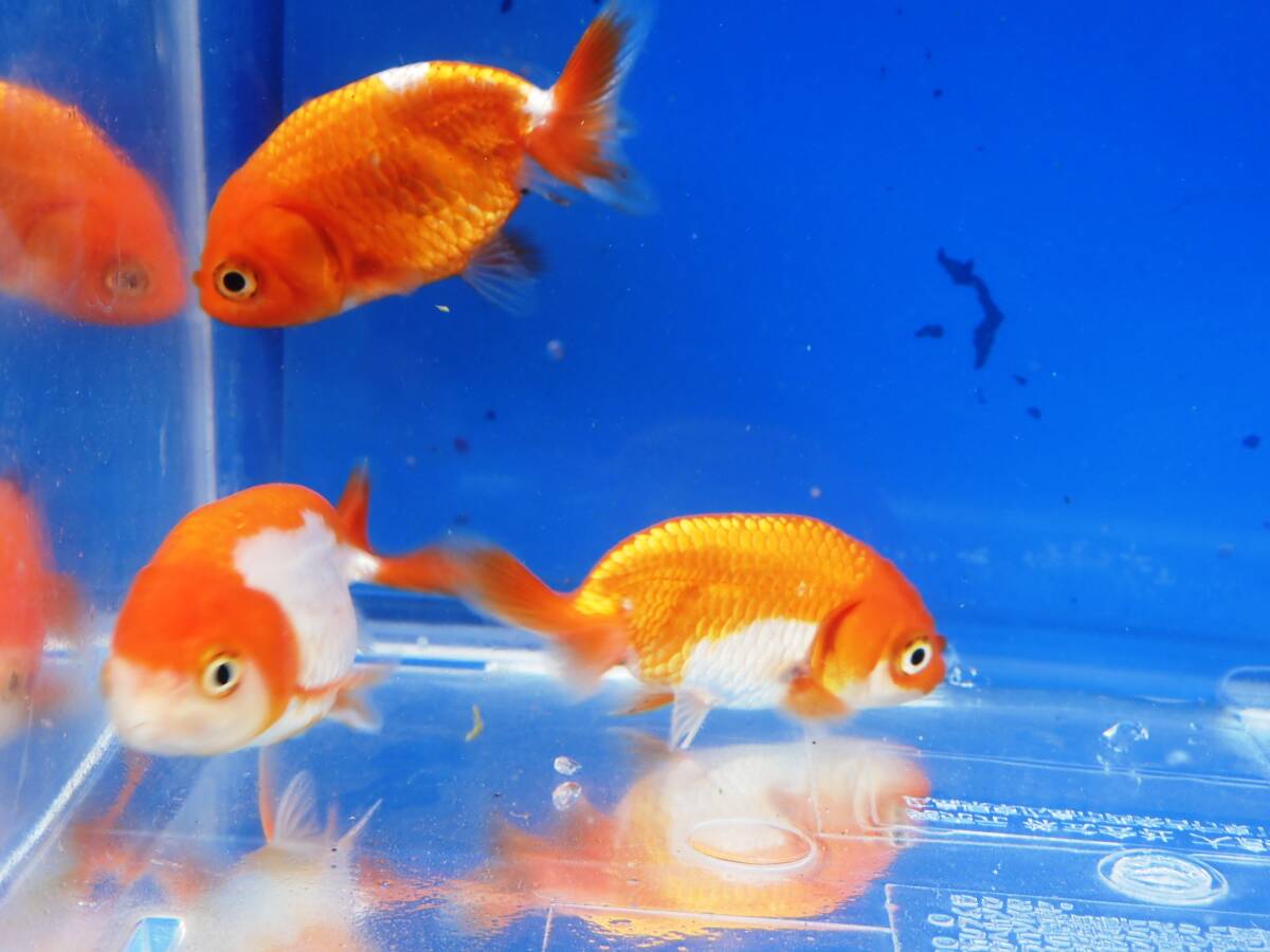 # golgfish 5 pcs approximately 6cm#R2-5