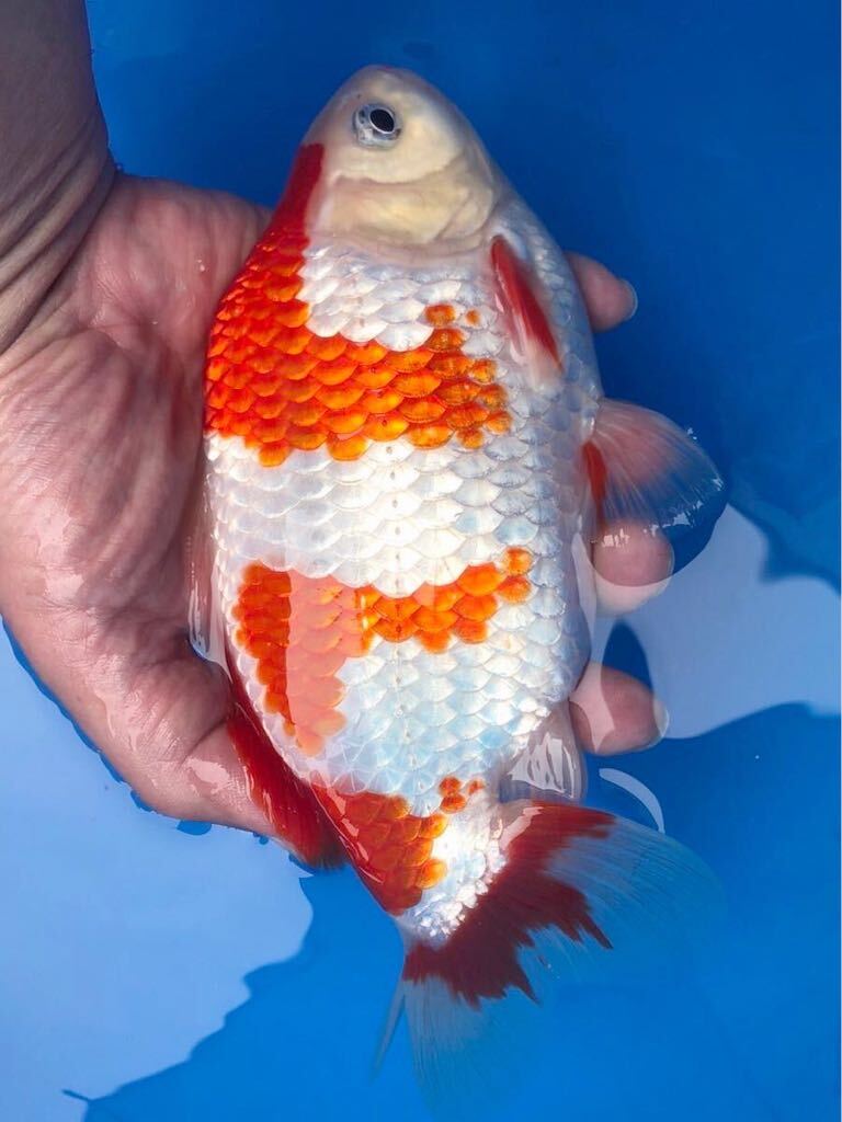 ( гора замок цветной карп )GW. специальный лот * прошлый год Япония один собрание родители рыба. часть 2 ранг приобритение,.. Japanese wakin *2022 год производство *21.5 см 